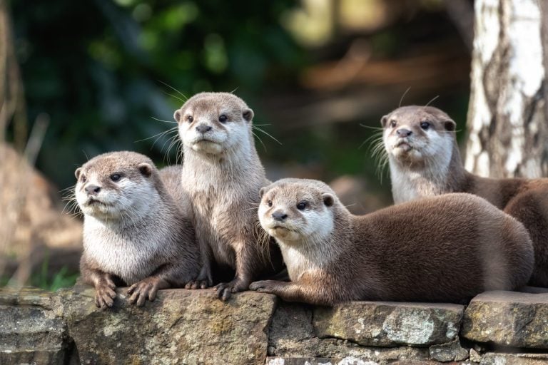 Group of four attentive Oriental small-clawed otters