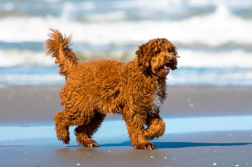Cute brown with white Irish doodle