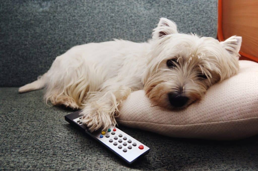 Tired wstie dog with a remote controller
