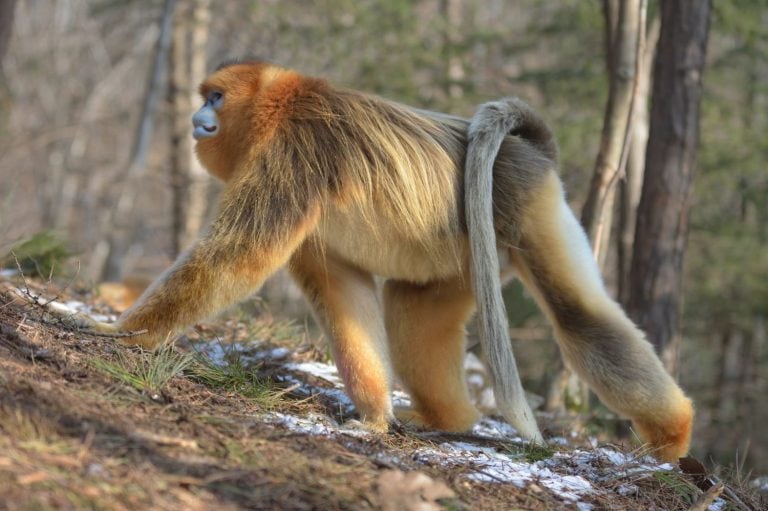 Male Golden Snub-nosed Monkey (Rhinopithecus roxellana) patrolling his territory in the snowy mountains of Foping National Nature Reserve, Shaanxi Province, China.