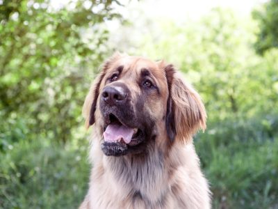 A Leonberger
