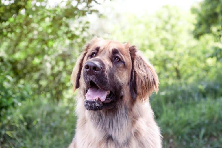 Leonberger