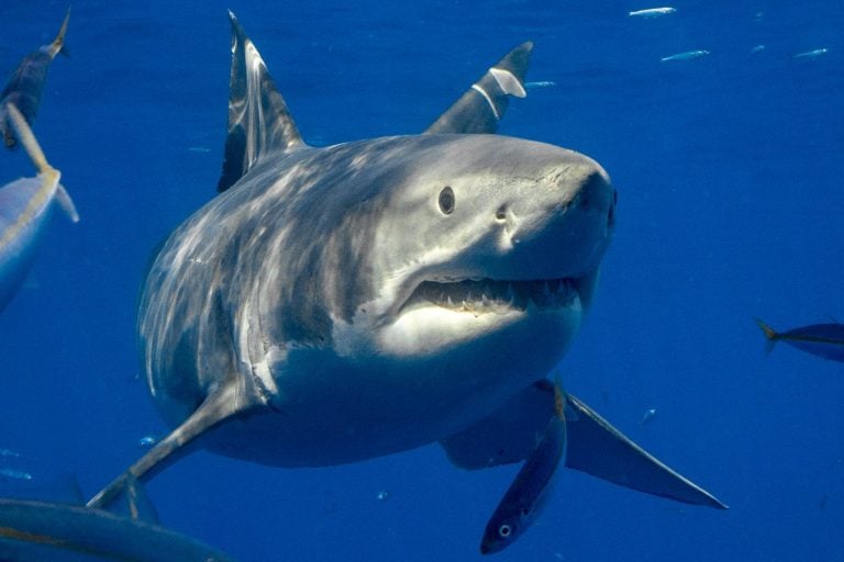 Cage Diving with Great White Sharks in Mexico