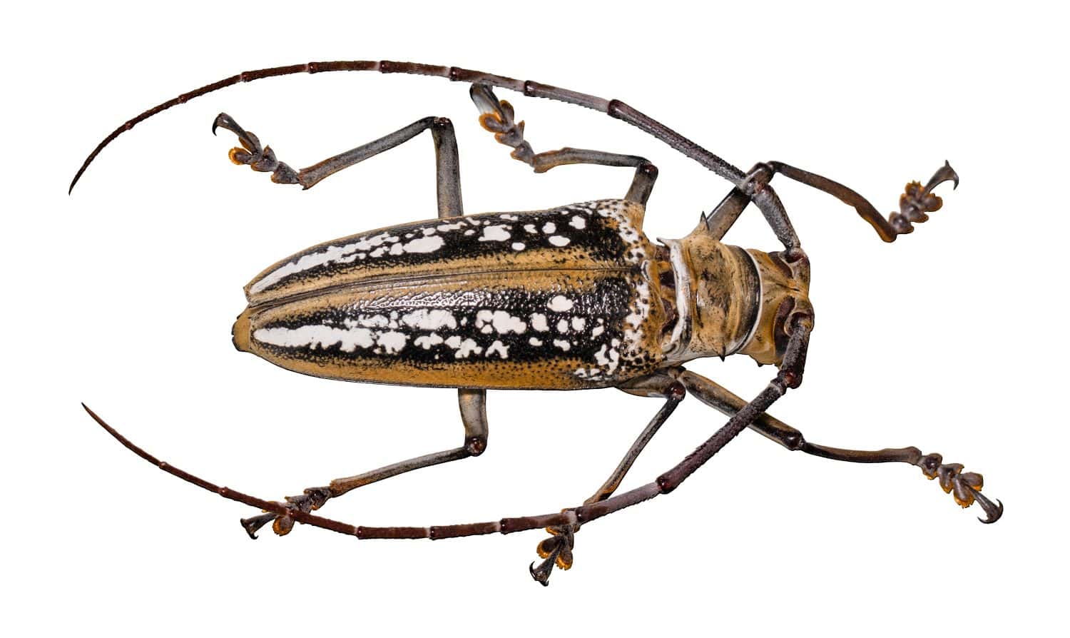 beetle batocera wallacei in frame isolated on white background.
