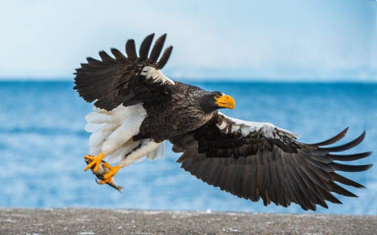 Adult Steller's sea eagle fishing. Scientific name: Haliaeetus pelagicus. Blue ocean background. Natural Habitat.