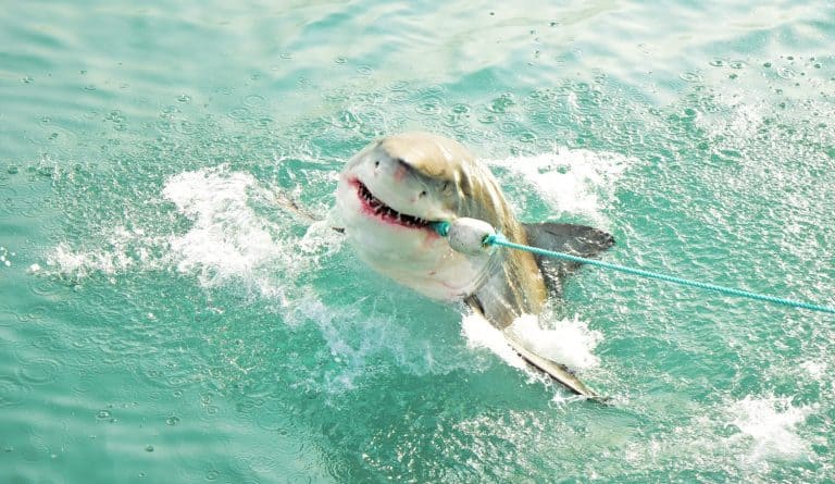 Great White Shark breaching the sea surface after being lured to a cage diving boat by meat lures and wooden seal decoy, Gansbaai, South Africa