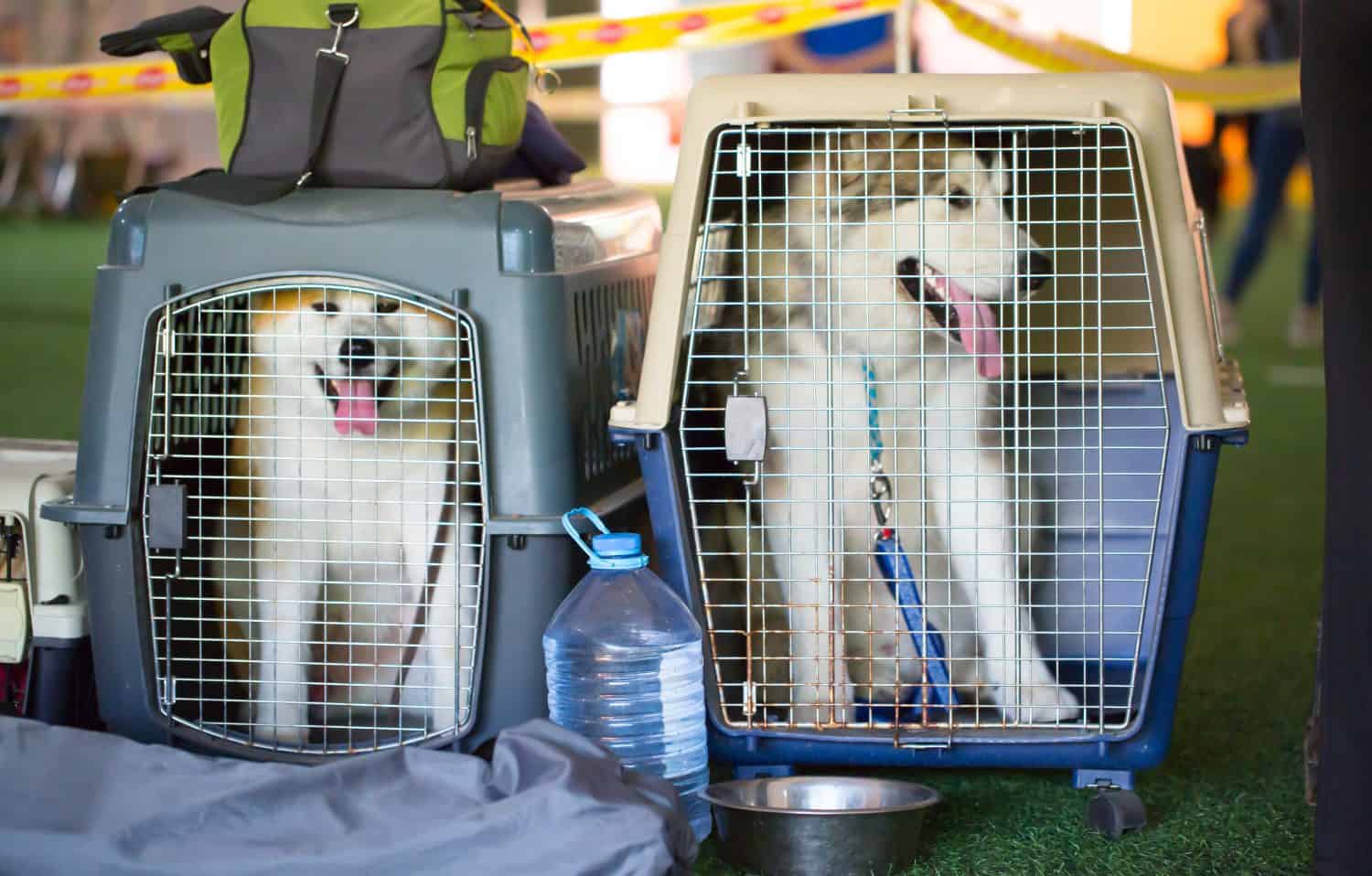 Dog carriers for air travel. Husky dogs sit in cages waiting for the plane. Moving with animals. Carrying for animals, live luggage at the airport.