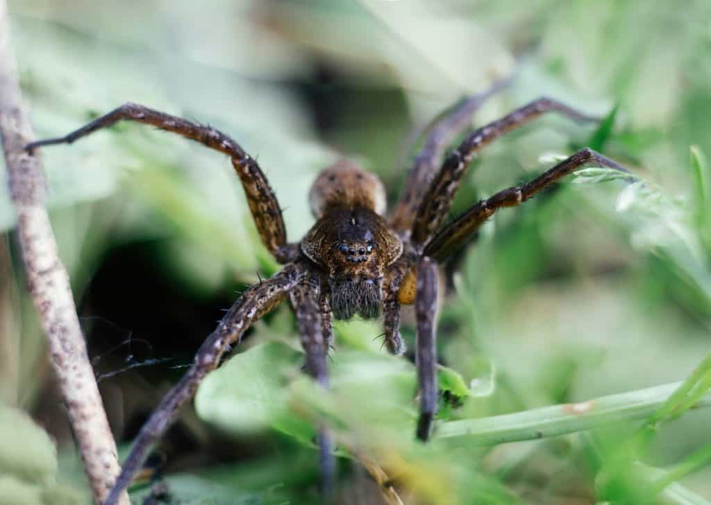 Dolomedes fimbriatus, fishing spider, raft spider, water spider, pisaura in grass on green background. Big spider, lives near the water. Insects are predators. Macro, close up, front view.