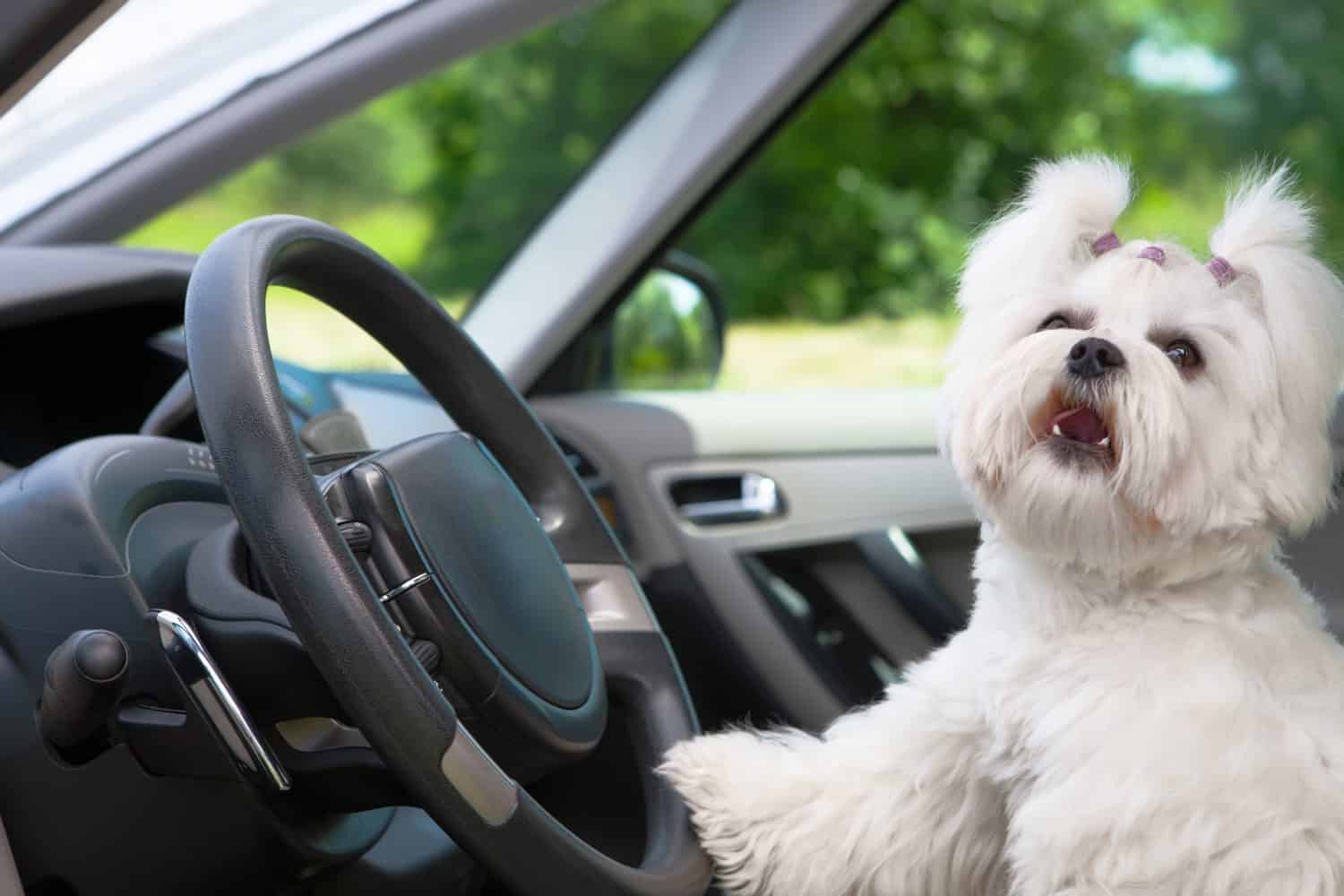 The Safest Way to Travel With Your Pets