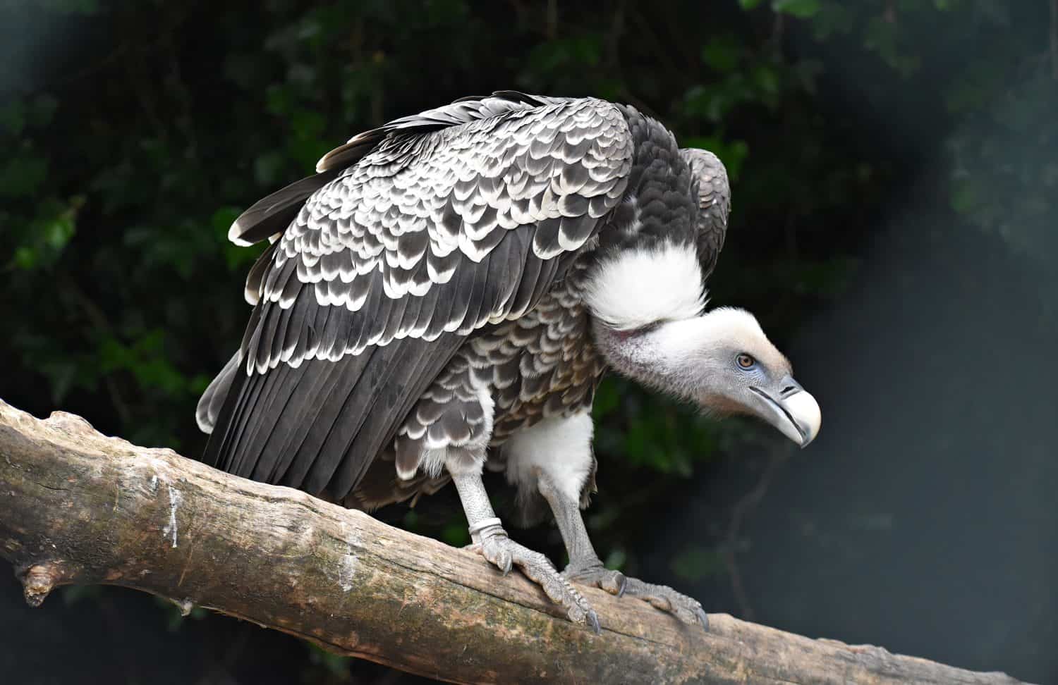 R&uuml;ppell's Vulture or R&uuml;ppell's Griffon Vulture (Gyps Rueppelli). Family: Accipitridae.