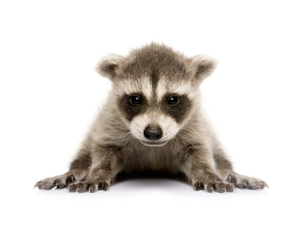 baby raccoon (6 weeks) - Procyon lotor in front of a white background