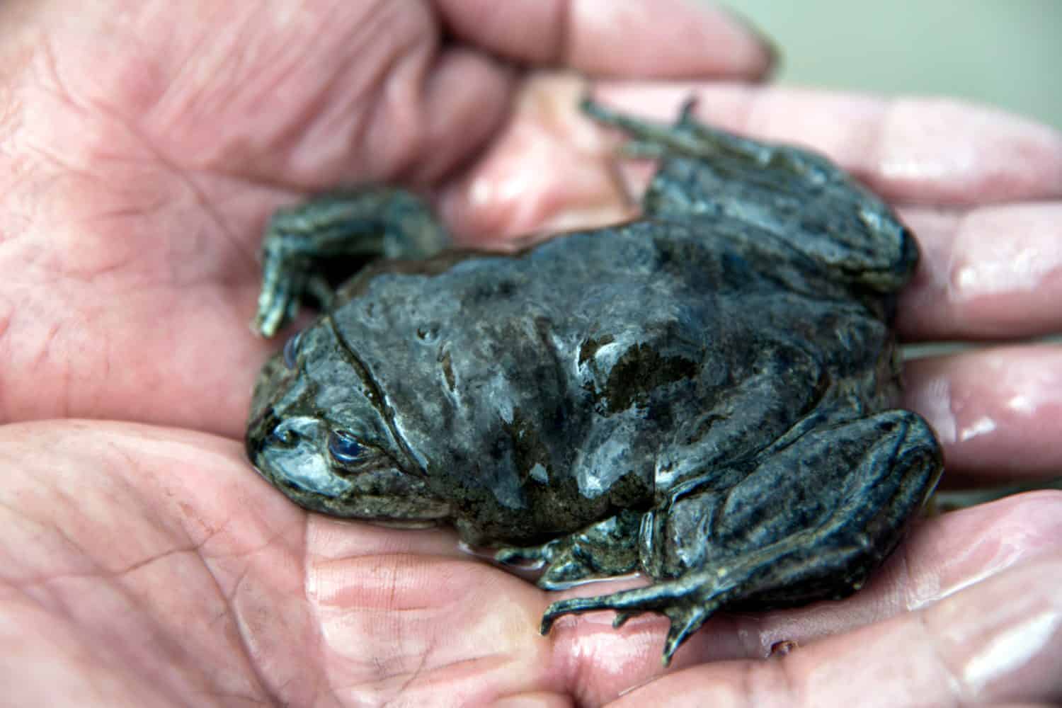 Telmatobius culeus or the Titicaca water frog.