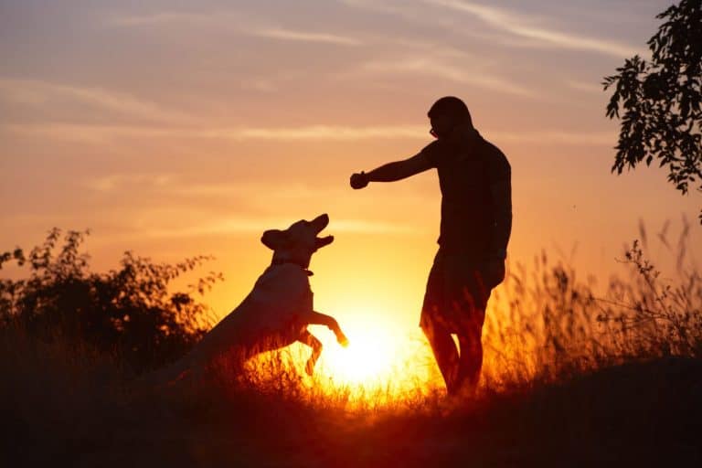 Young man with his yellow labrador retriever in nature - back lit