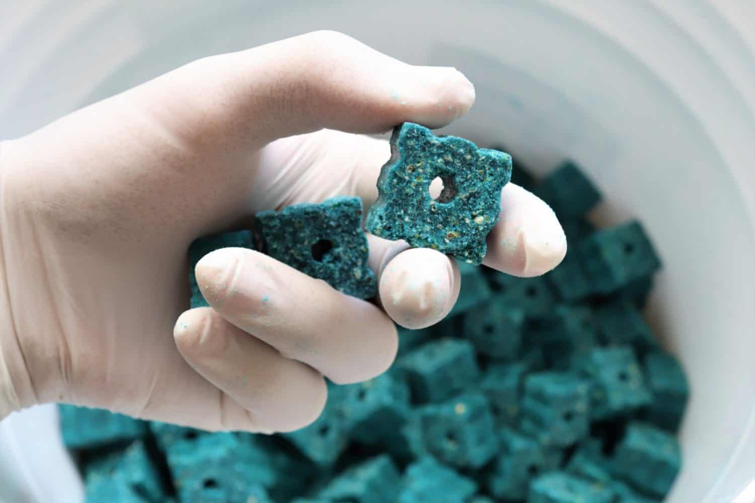 Gloved hand holding blue rodent poison.These dry poison blocks can be placed in areas where rodents such as rats and mice are active.After the rodents feed on these baits they will be eliminated.