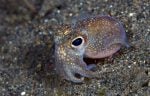 Squids