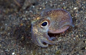 Amazing underwater world - Sepiadarium kochi - White-eyed bobtail squid. Diving and underwater macro photography in Tulamben, Bali, Indonesia.