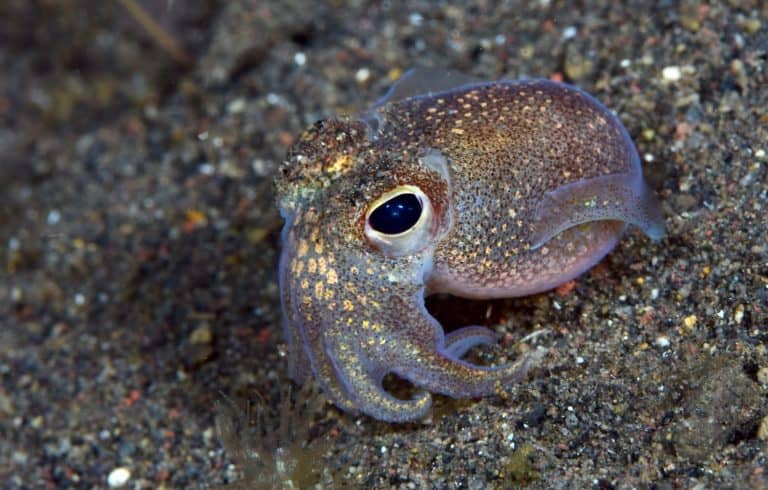 Squid