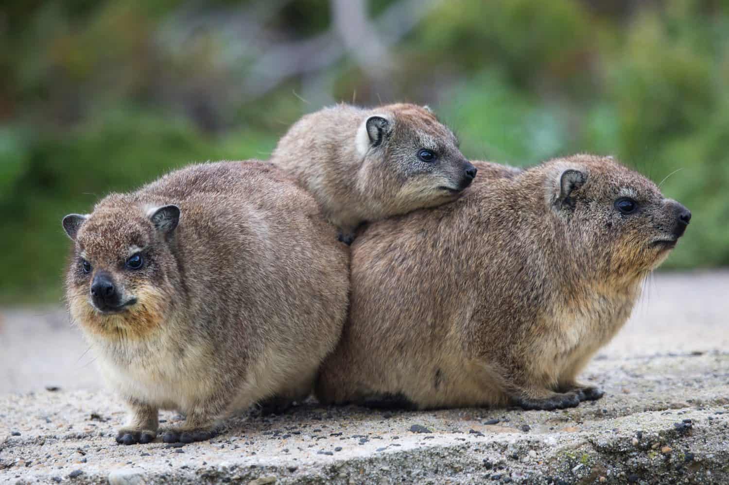 group of wet rained Dassie or rock hyrax, Procavia capensis, trying to warm up and dry close to each other