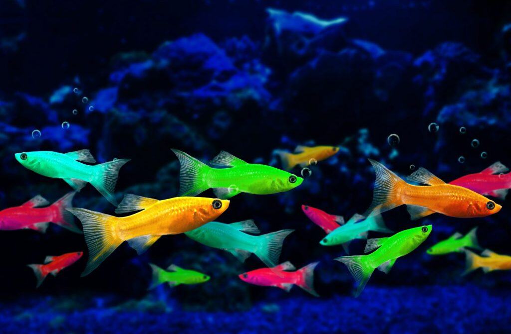 Glofish, genetically engineered fluorescent fish in an aquarium