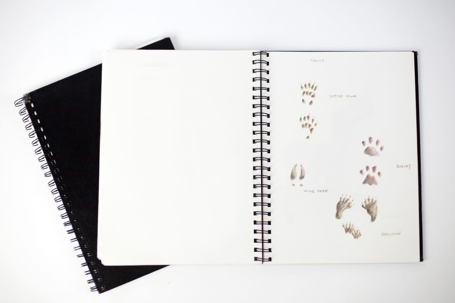 Sketchbook with drawings of animal tracks 