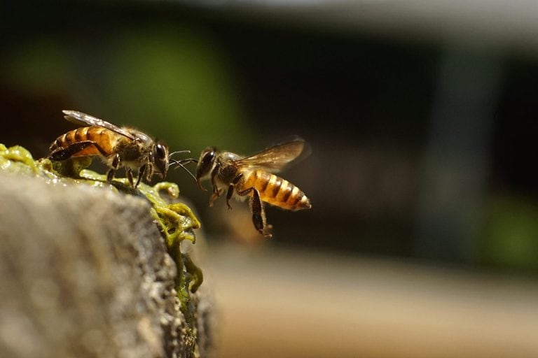 a couple of honey bee, Apis cerana looks like communicate each other. they are looking for water at the moss
