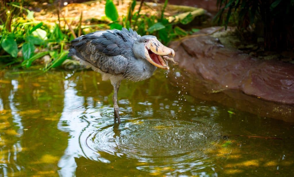 Shoebill stork in its environment