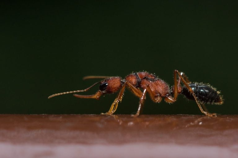 Indian jumping ant or Jerdon's jumping ant