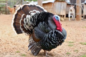 Eastern Wild Turkey male Meleagris gallopavo in full strutting display walking through