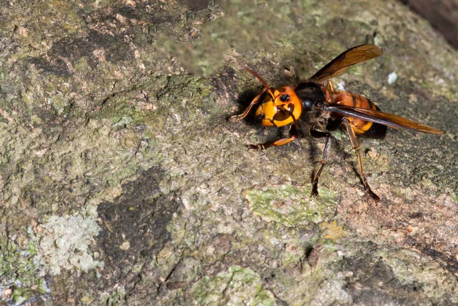Picture giant hornet (Vespa crabro) Real Asian wasp,Originated in East Asia and the tropics. They like to live in mountains and low forests.