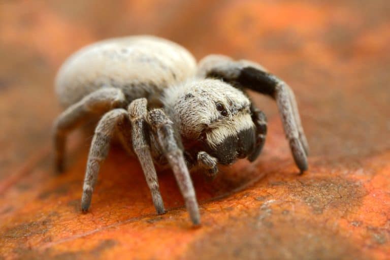 African social spider Stegodyphus mimosarum