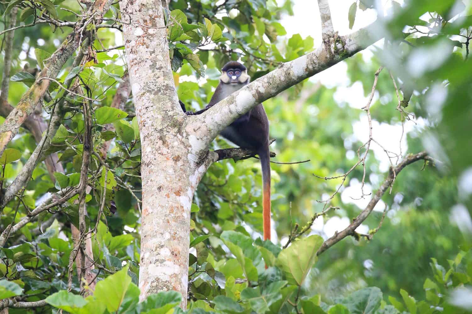 Red-tailed monkey in the Bigodi Wetlands, in Western Uganda. Also known as black-cheeked and white-nosed monkey, and with a distinctive long reddish tail, this primate is found in equatorial Africa.