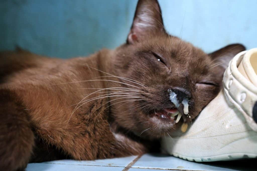 Old brown cat with eye discharge.Nasal discharge in cat.Feline Upper Respiratory Infections.