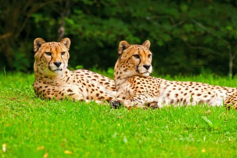 Life, Love, and Lessons from a Zookeeper - A-Z Animals