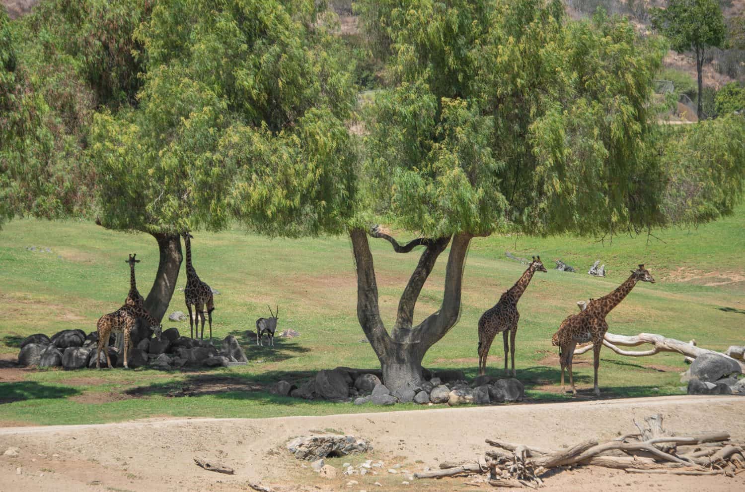 Giraffes in San Diego Safari Park