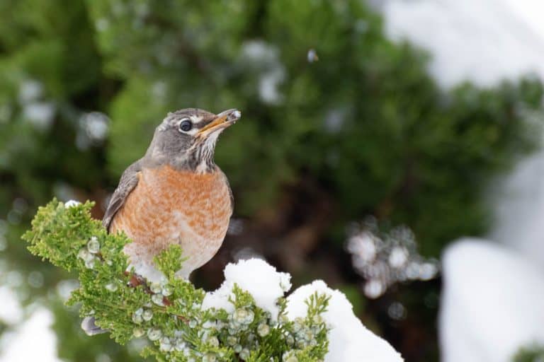 Robin Color What's the Difference Between a Male vs. Female Robin? How to Tell Them ...