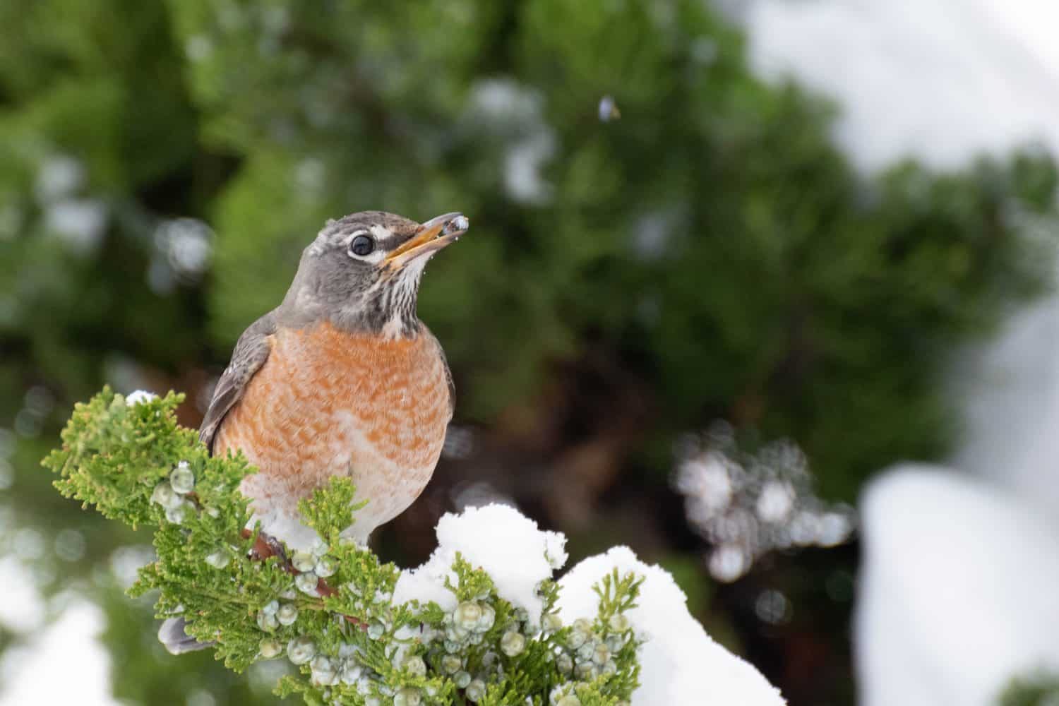 American Robin feeding on berries on a green tree in the snow