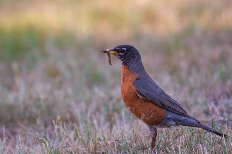 American Robin with a worm/grub in its beak