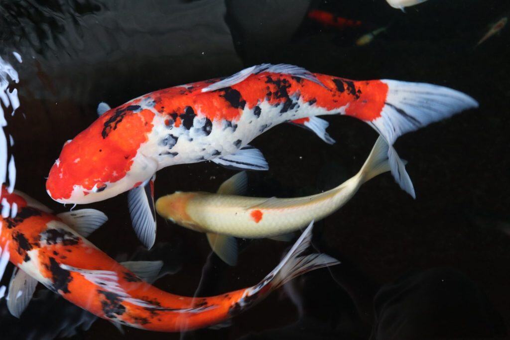 Koi fish in the pond. Fancy Carps Fish or Koi Swim in Pond, Movement of Swimming and Space.Multicolored fish swim in pond. Large Koi carp swimming in water, top view