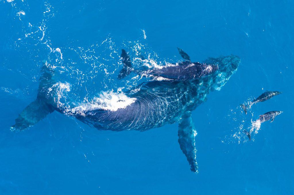 Humpback whales photographed from above with drone off the coast of Kapalua, Hawaii. Mother whale and her calf splash in the warm Pacific waters as two dolphins join in on then fun.