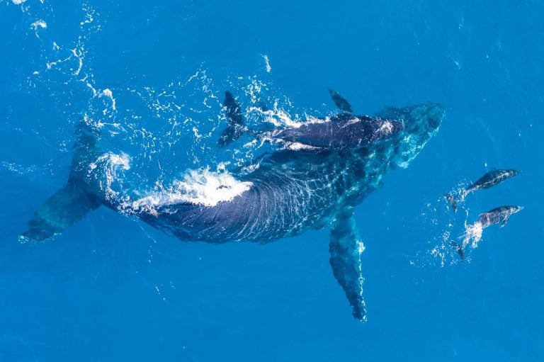 Humpback whales photographed from above with drone off the coast of Kapalua, Hawaii. Mother whale and her calf splash in the warm Pacific waters as two dolphins join in on then fun.
