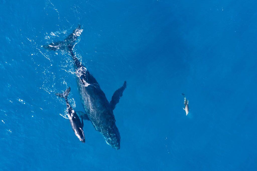 Humpback whales photographed with drone off the coast of Kapalua, Hawaii. Mother whale and her calf splash in the warm Pacific waters as two dolphins join in on then fun.