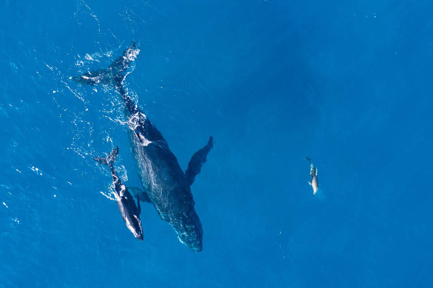Humpback whales photographed with drone off the coast of Kapalua, Hawaii. Mother whale and her calf splash in the warm Pacific waters as two dolphins join in on then fun. 