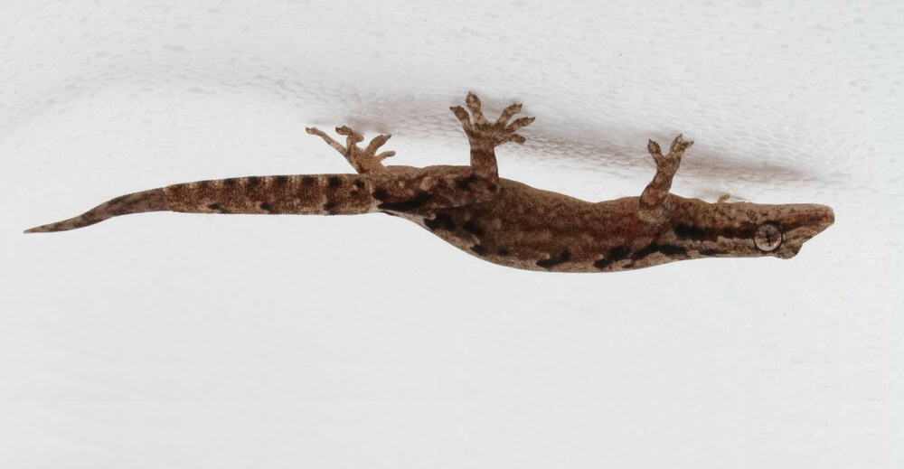This image is oriented correctly! A Mourning gecko (Lepidodactylus lugubris) uses its adhesive toepads to walk upside down on a ceiling.