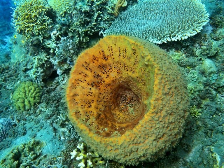 Sponge