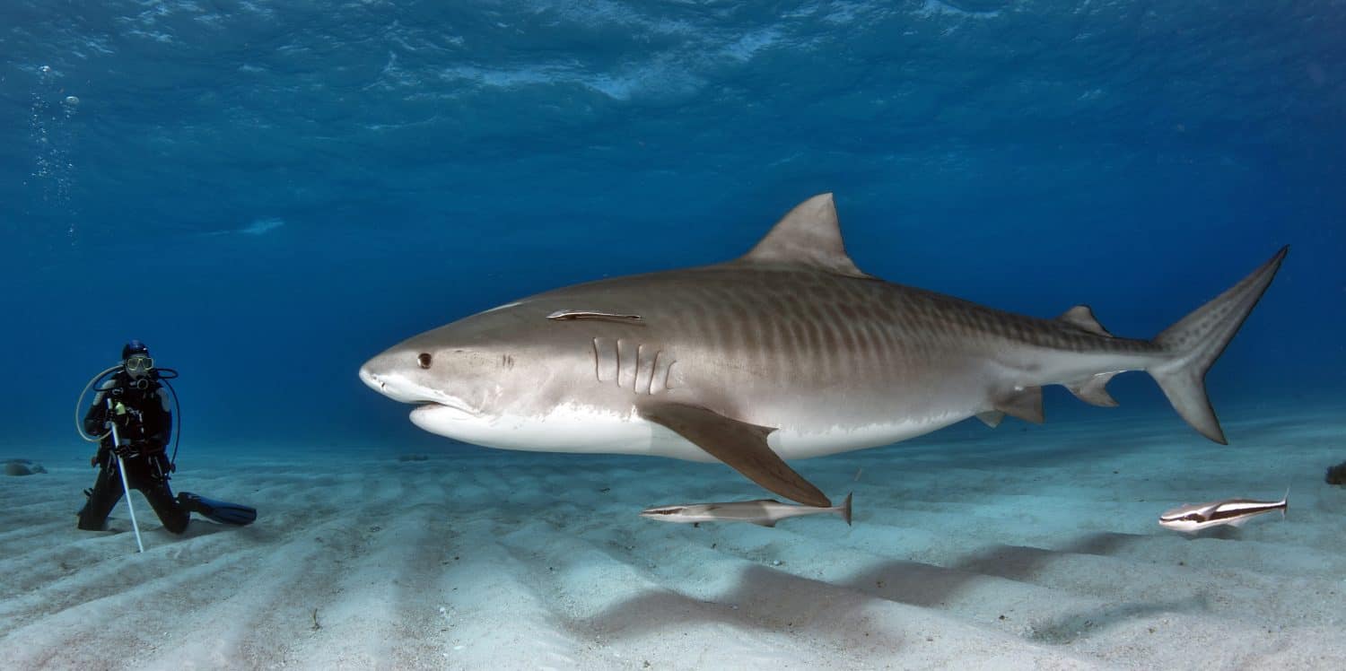 Tiger Shark interacting with Scuba Diver