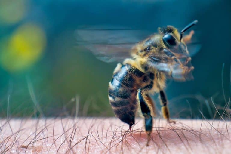 The bee stings into human skin. Extreme macro image. Bees produce fresh, healthy, honey. Beekeeping concept
