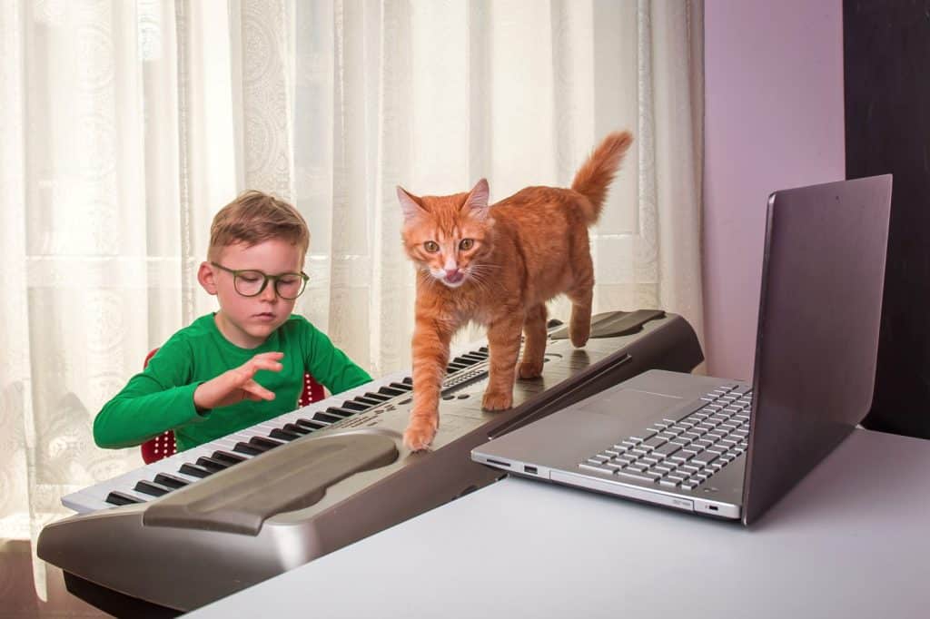 Little kid boy playing the piano at home with pet cat