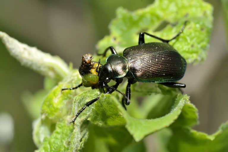 Calosoma inquisitor eat