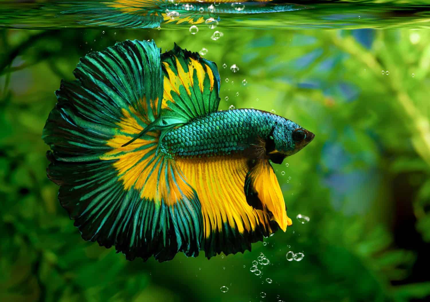 Multi color Siamese fighting fish(Rosetail)(halfmoon),fighting fish,Betta splendens,on nature background