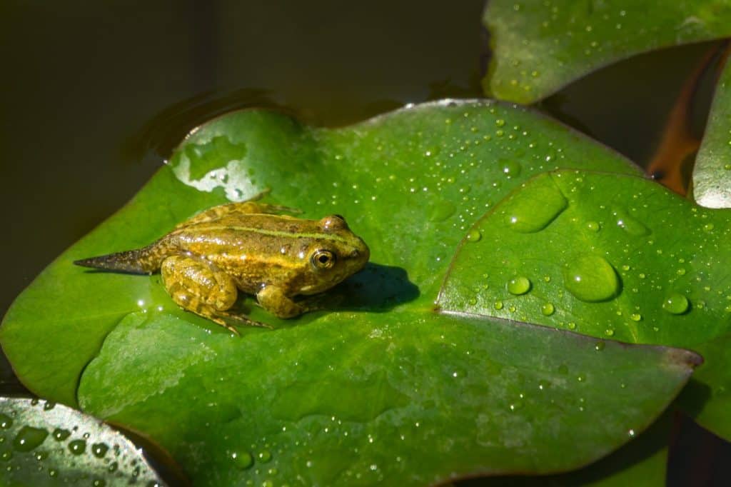 Tadpole of Frog Rana ridibunda (pelophylax ridibundus) sits in pond on green leaf of water lily. Close-up of small frog in natural habitat.